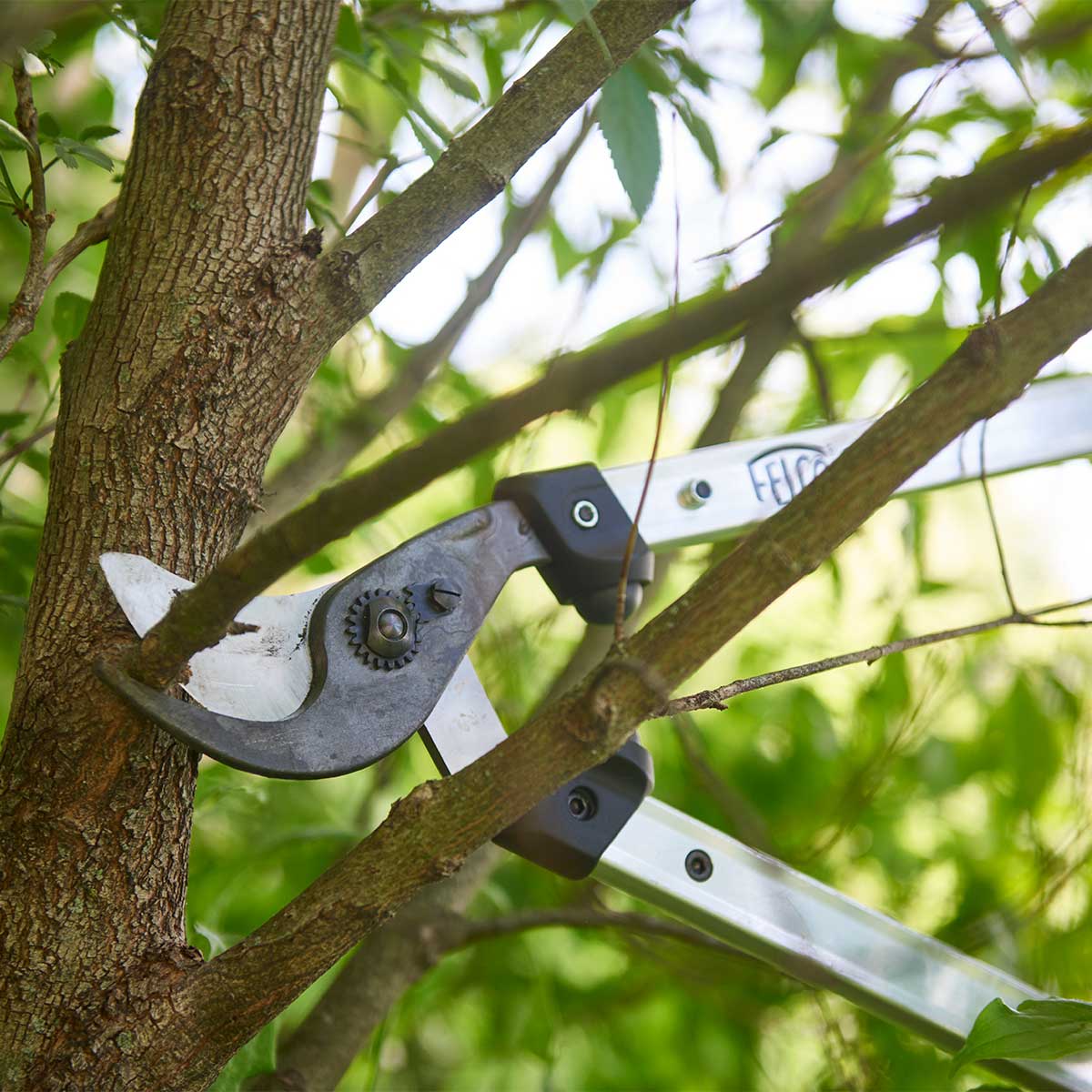 FELCO 211-60 Lopper, Curved Cutting Head, 23.6" In Use+++FELCO 211-60 Lopper, Curved Cutting Head, 23.6" In Use