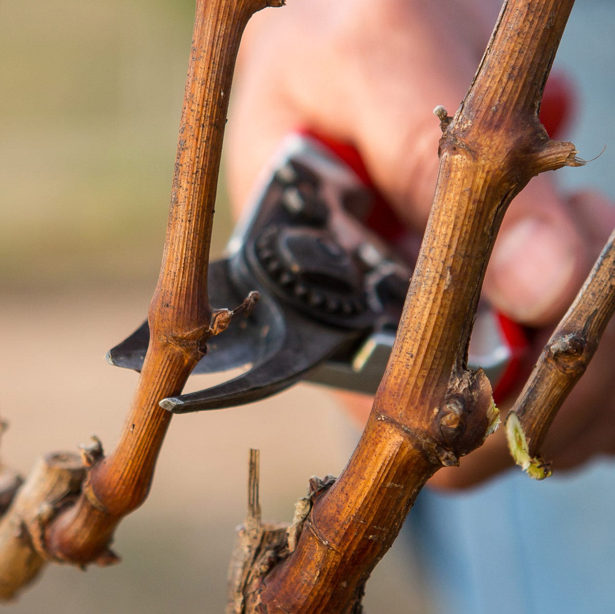 FELCO 6 Ergonomic Hand Pruner