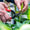 Gemplers Needlenose Fruit Pruner | 5 Pk