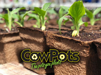 CowPots - the pots you plant