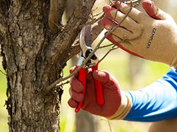 Red-handled pruners trimming a branch