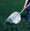 Gemplers Professional Insect Sweep Net with 15"L Sailcloth Net