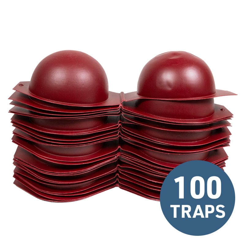 Apple Maggot Fly Traps