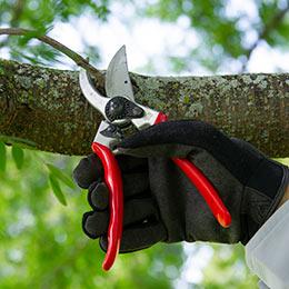 How to Choose: Bypass vs. Anvil Pruners