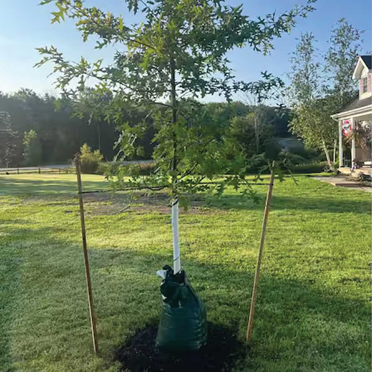 Bulk Vinyl Tree Spiral Guards | 240 Pack
