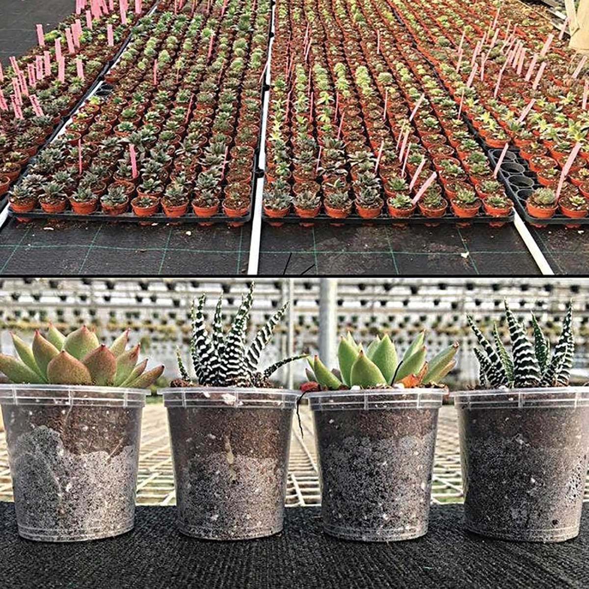 Dramm FloraPlus 2-Layer Capillary Mats, No Backing