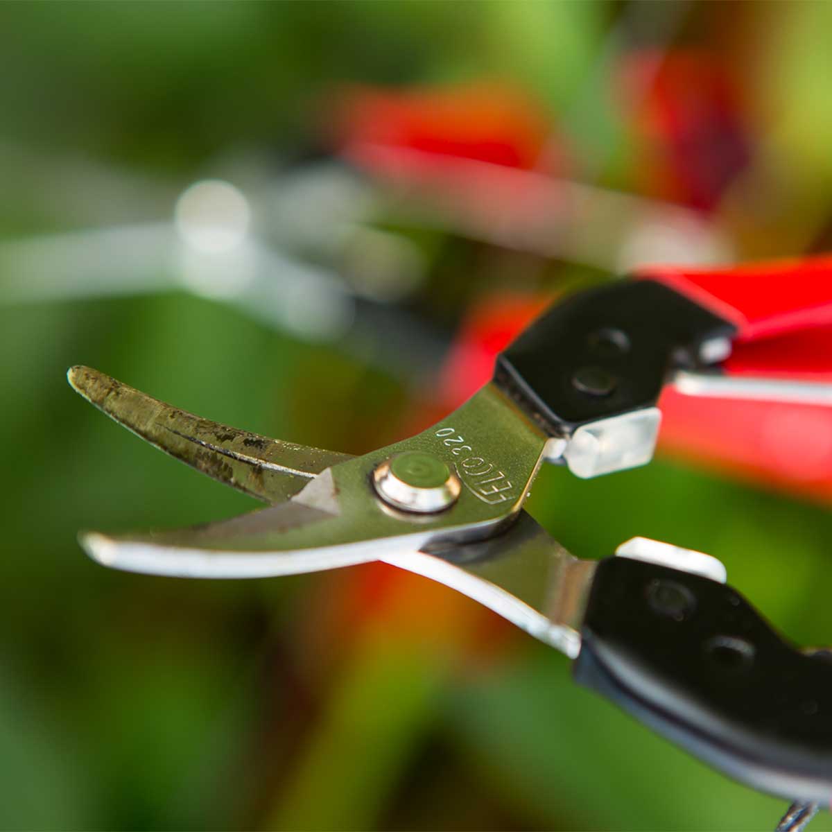 Closeup of FELCO 320 Harvesting Snips