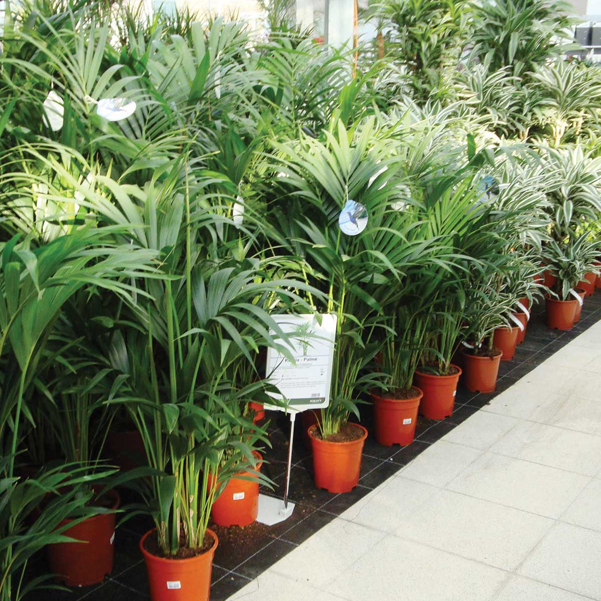 Dramm VivaPlus 3-Layer Capillary Mats with Backing