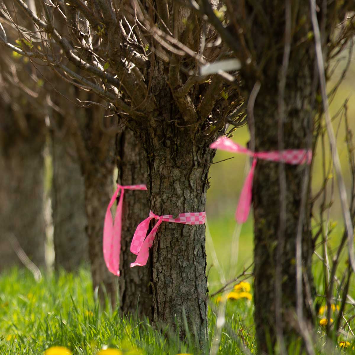 Patterned Flagging Tape