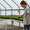 Greenhouse worker watering plants