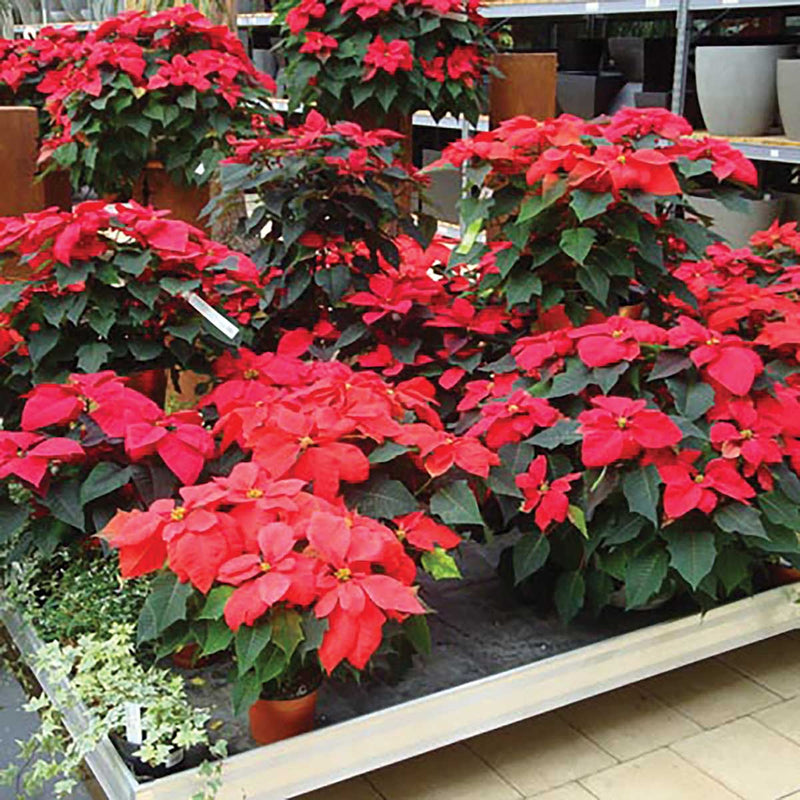 Dramm FloraPlus 2-Layer Capillary Mats, No Backing
