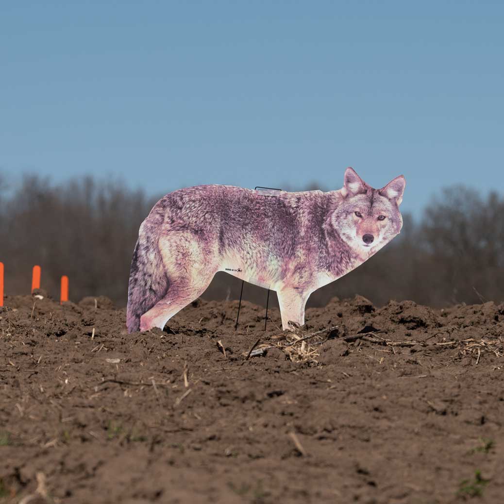 Two-Dimensional Coyote Decoy - Goose Repellent In Use+++Two-Dimensional Coyote Decoy - Goose Repellent In Use