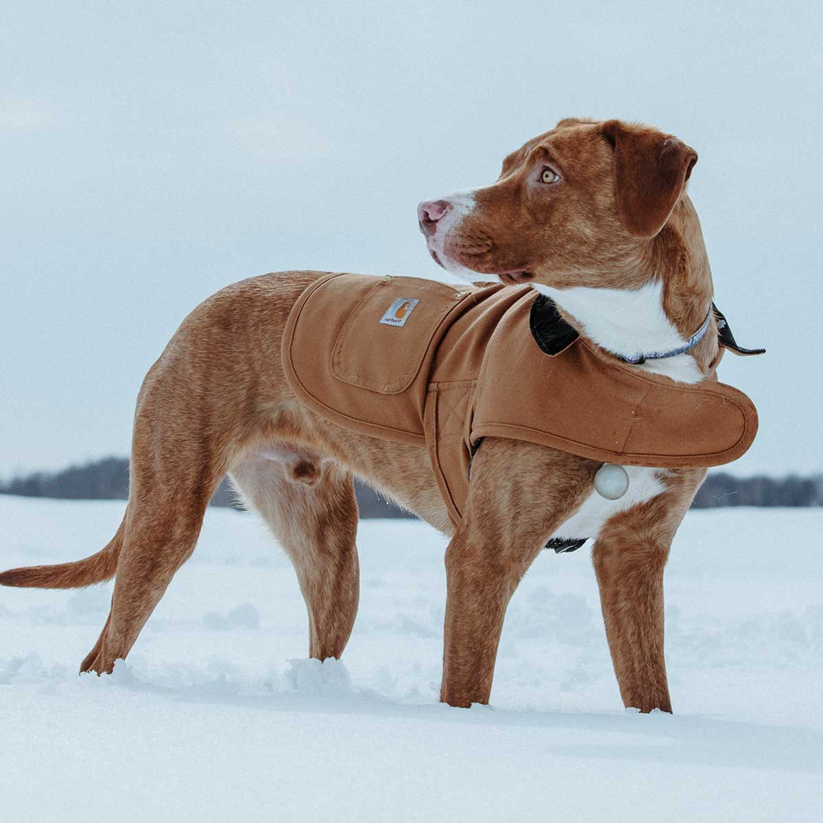 Carhartt Hunting/Tech Dog Chore Coat