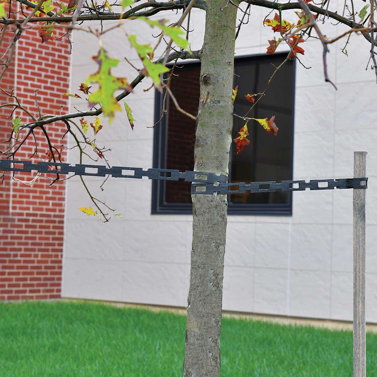 EdgePro 100' Professional 1/2" Chain Lock Tree Ties In Use+++EdgePro 100' Professional 1/2" Chain Lock Tree Ties In Use