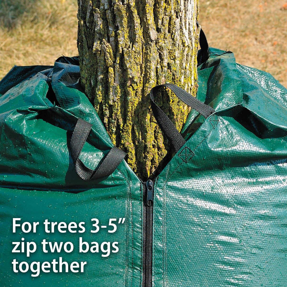 bags by rubber tree Dew Right Tree Watering Bag