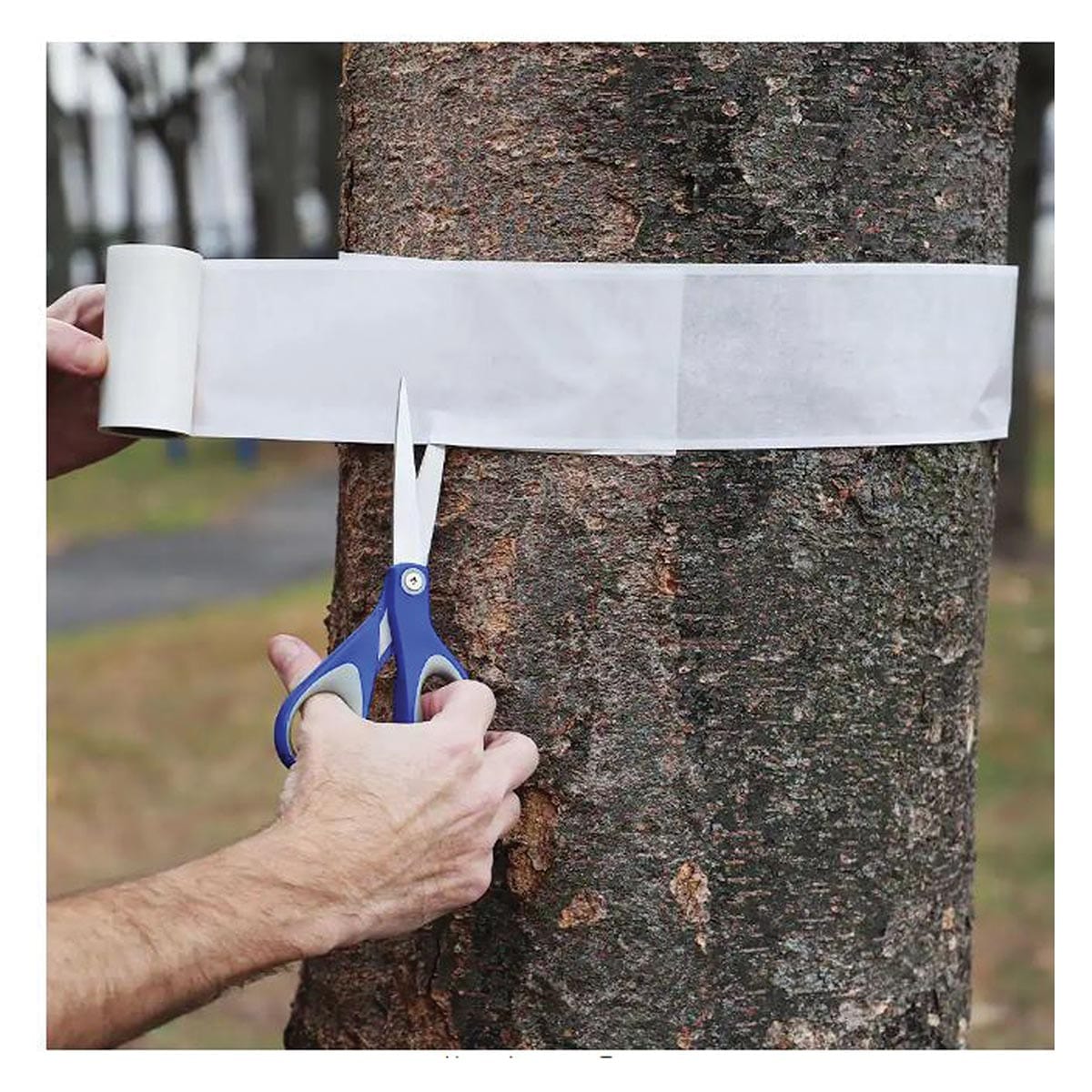 Tree Insect Barrier Catchmaster Tree Shield Insect Barrier | Gemplers
