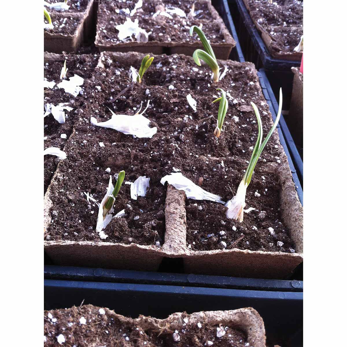 Plants growing in #3 SixCell CowPots Volume 235 mL/cell
