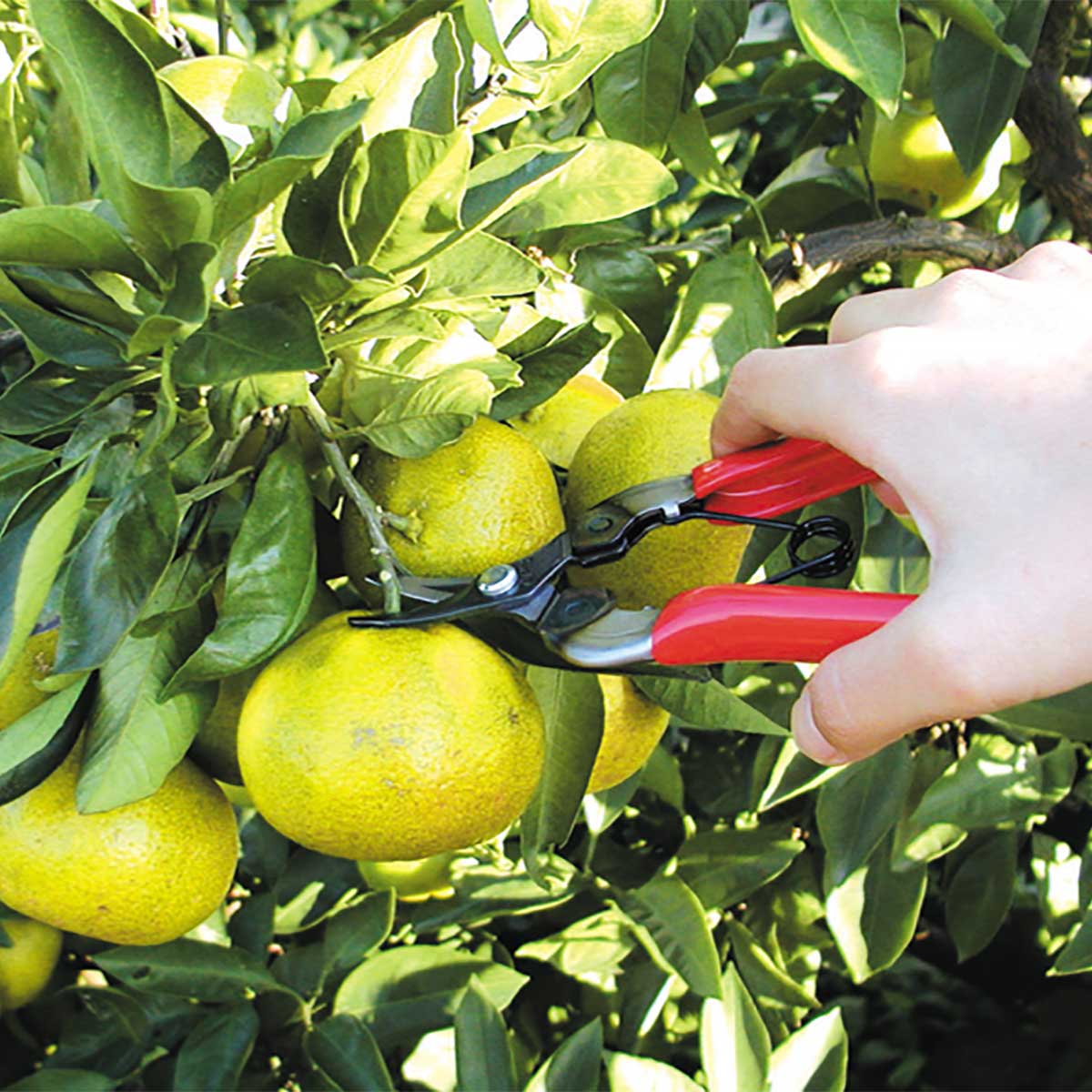 ARS Curved-Blade Fruit Pruner and Fruit Picking Tool