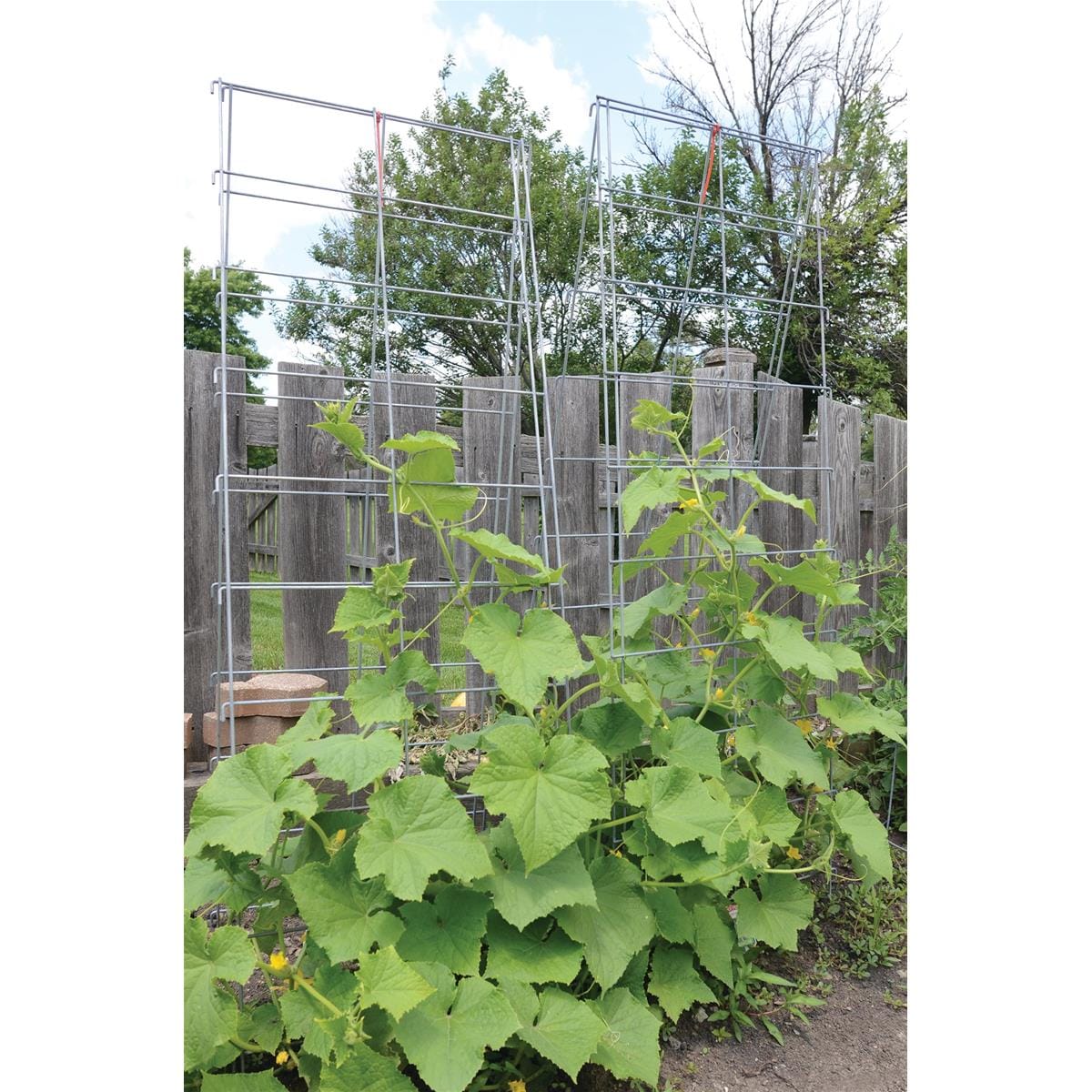 Trellis System for Climbing Plants