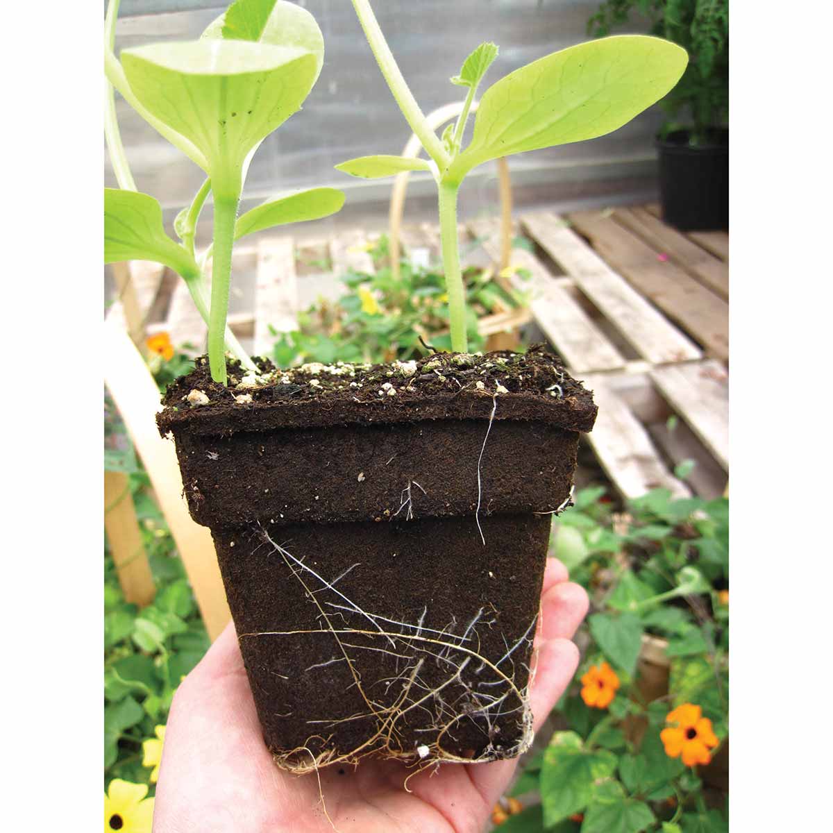 Plants growing in #4 Square CowPots 450mL/cell