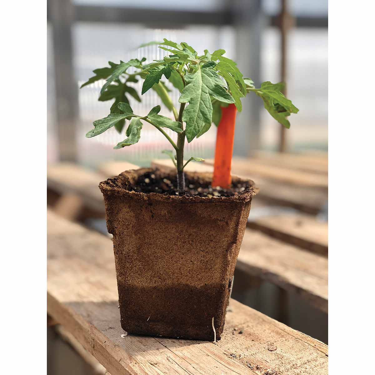 CowPots  #4 Tall Square 132 PK