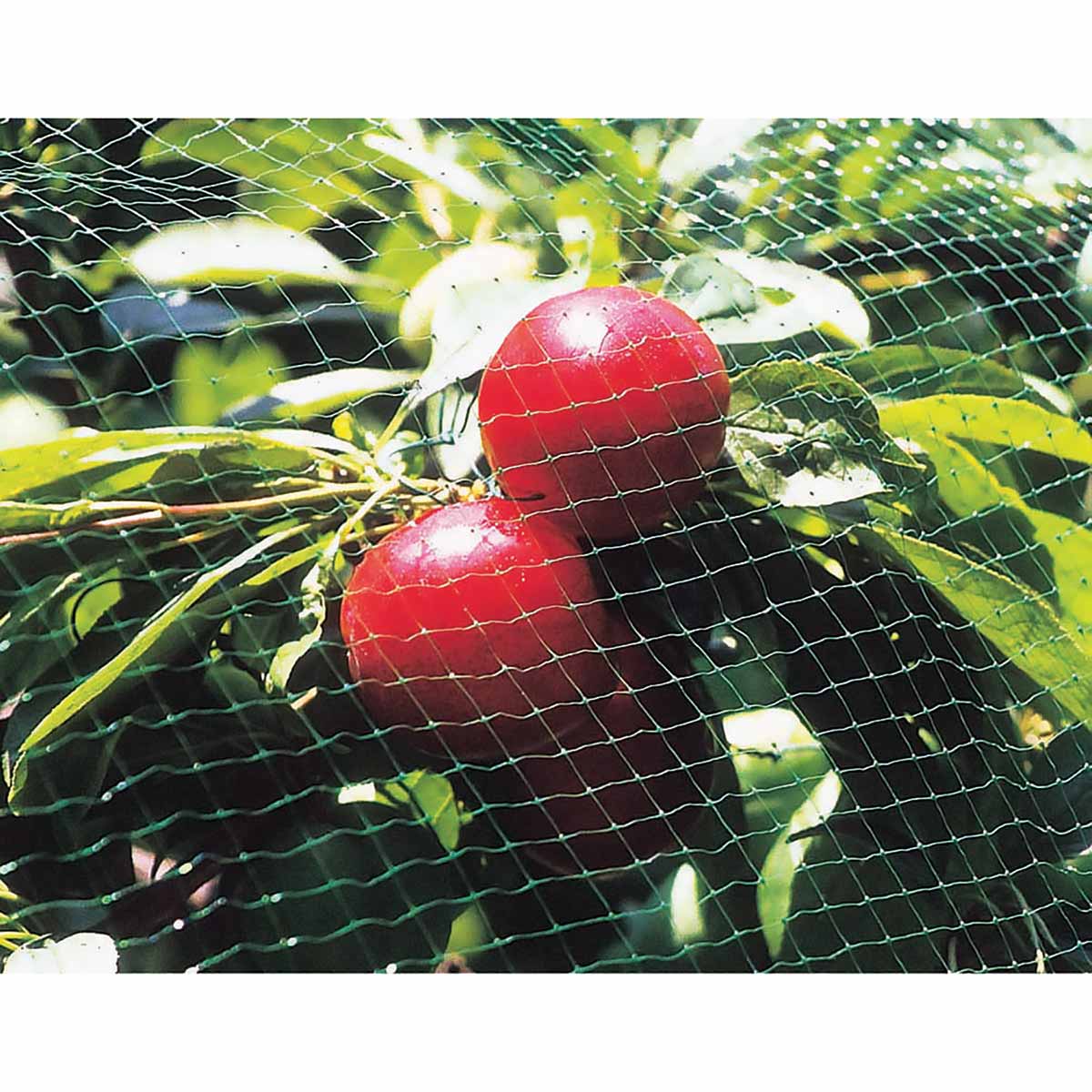 Tenax Bird Barrier Select Fencing SM 13-ft x 820-ft