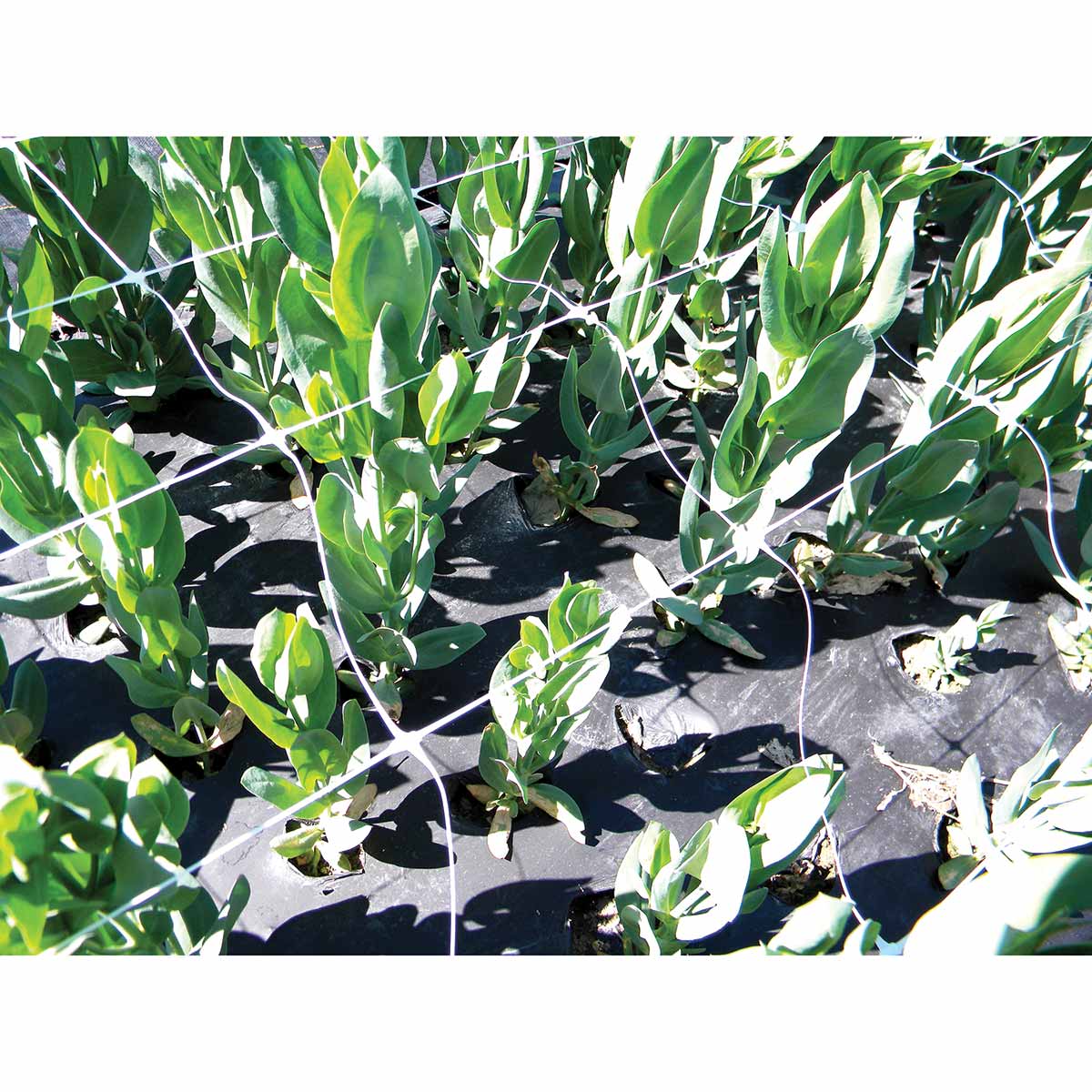 tenax hortonova plant trellis net Tenax 36 in. x 328 ft. White Hortonova Plant Trellis Net