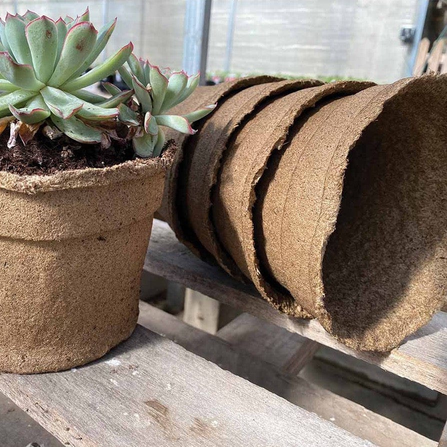 #6 Round CowPot with succulent