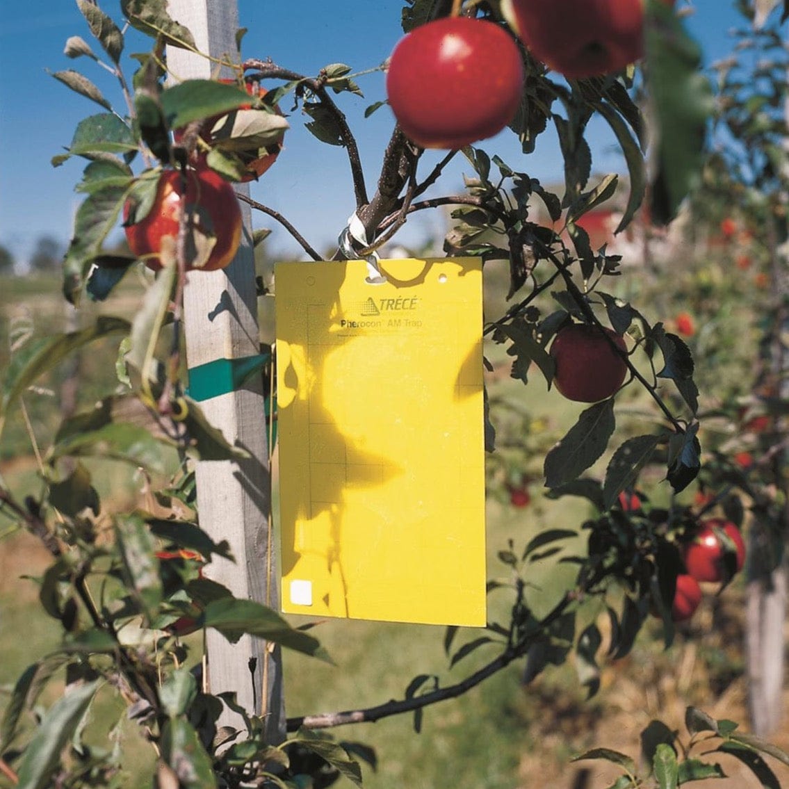 Pherocon® Unbaited AM Yellow Sticky Traps