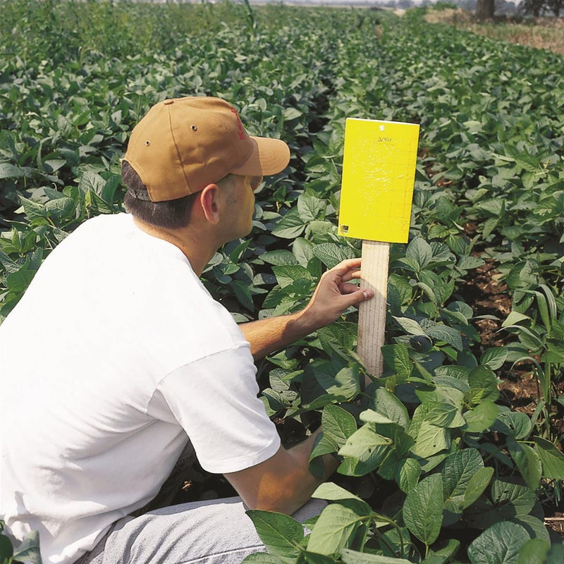 Pherocon® Baited AM Yellow Sticky Traps with Ties