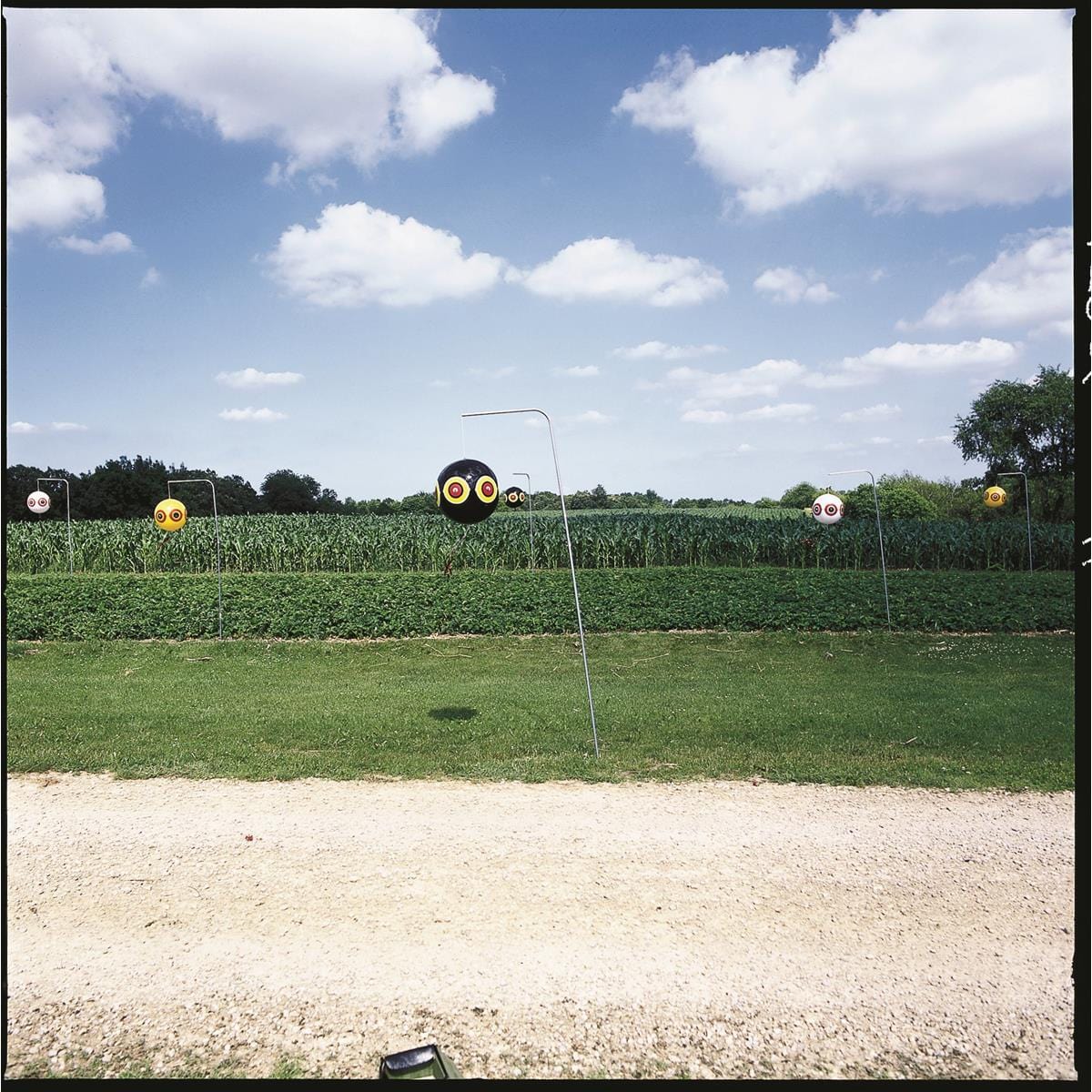 BIRD-X Scare Eye Balloon for Bird Control