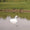 Mute Swan Decoy