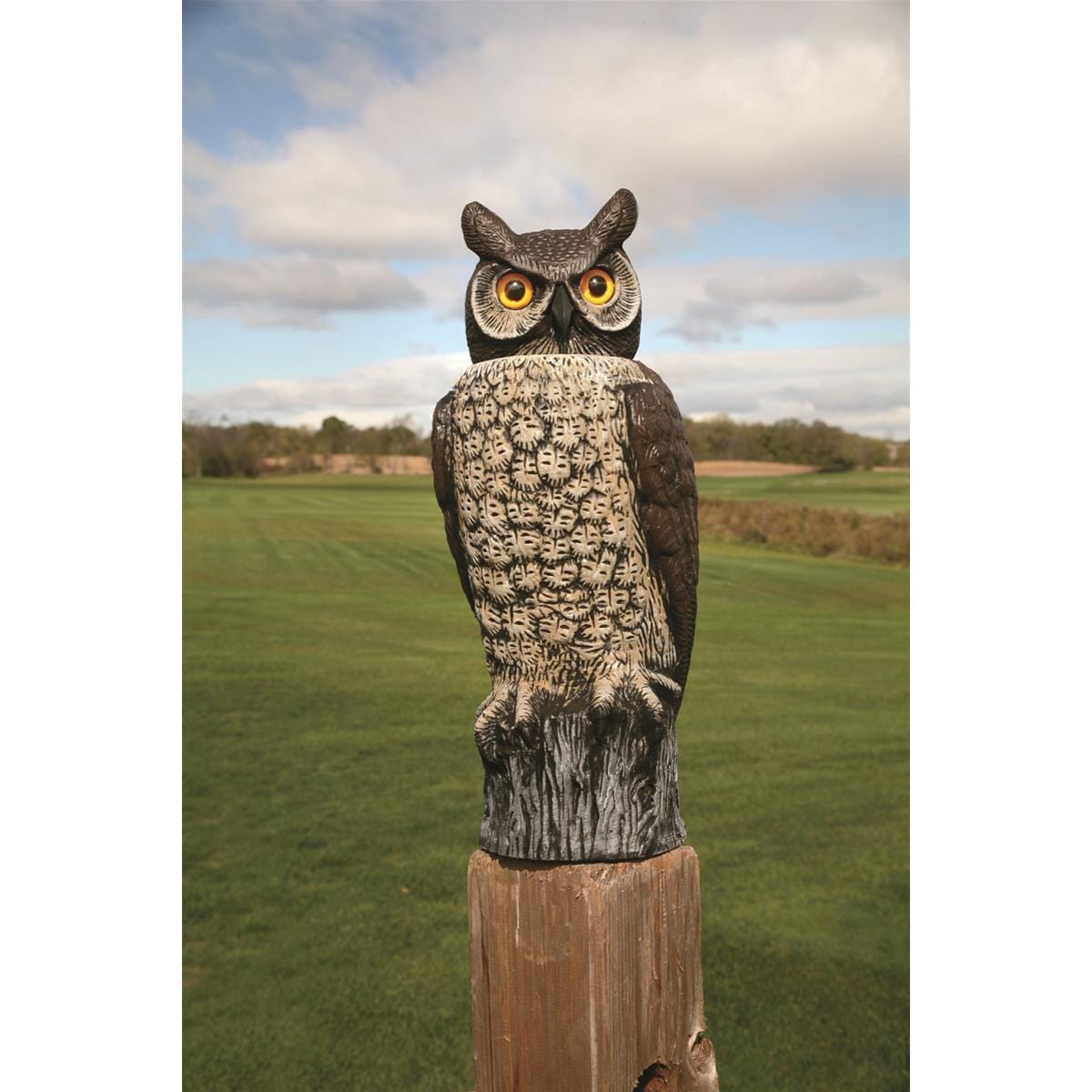 Owl with Rotating Head