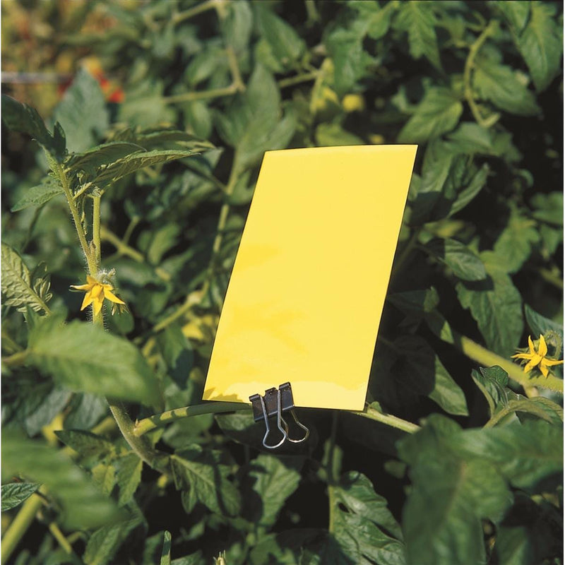 Yellow Card Sticky Traps, 6" x 12"