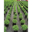Ultra Web 3000 Ground Cover Roll, 8'W x 600'L
