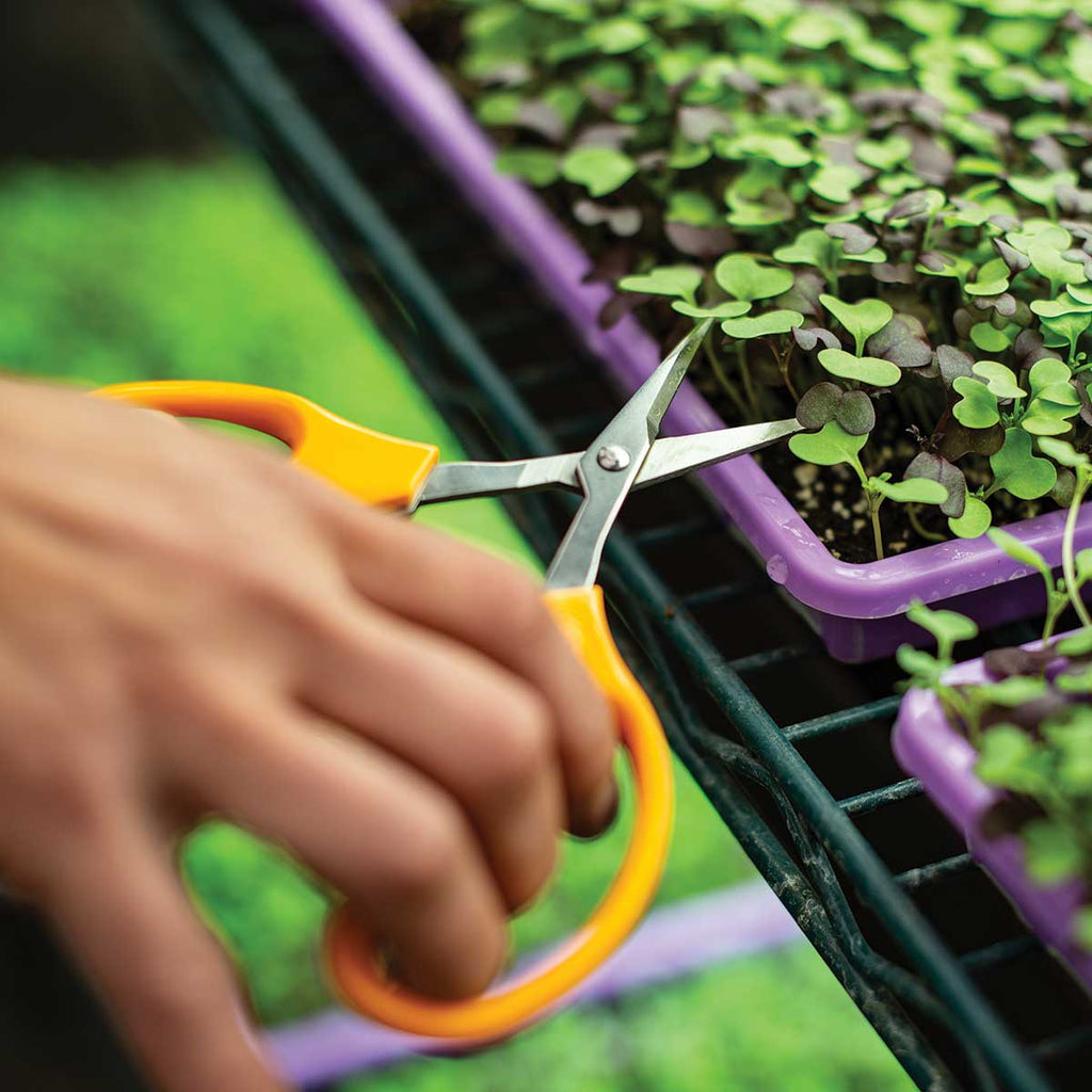 Green ARS Grape Scissors