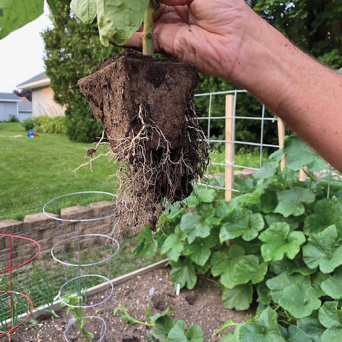 Person holding up a plant with roots growing through a #4 Square CowPot