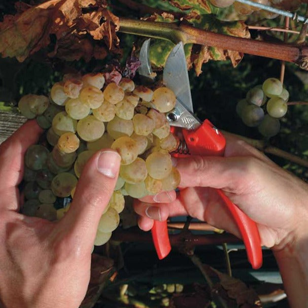 FELCO 300 Picking and Trimming Snip