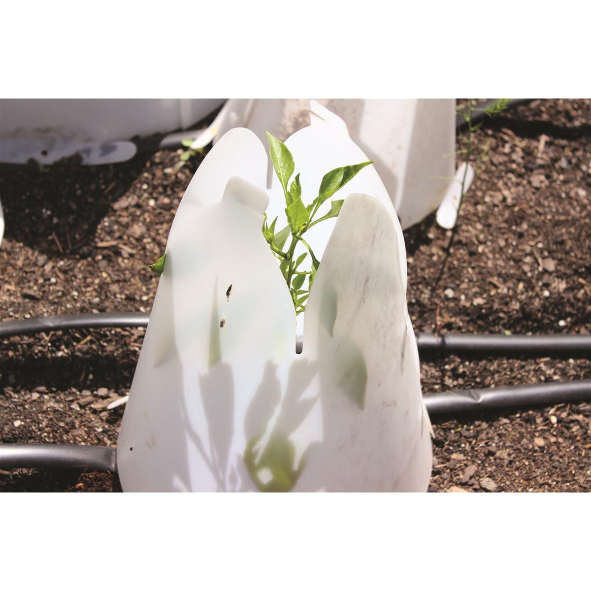 Poly Cone Plant Protectors - set of 4