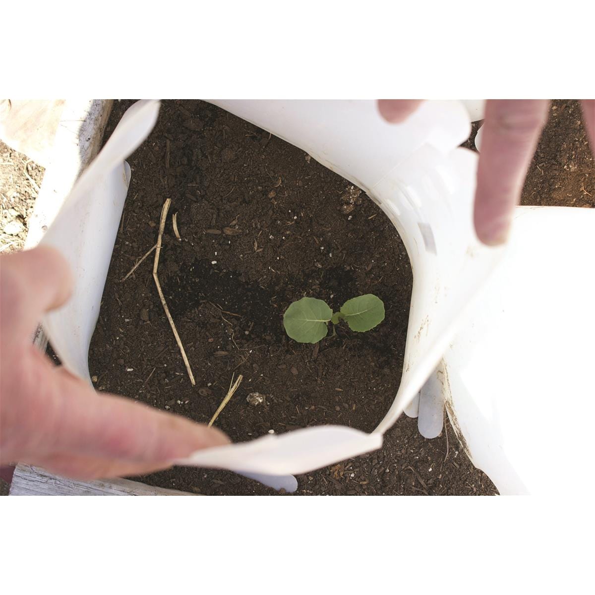 Poly Cone Plant Protectors