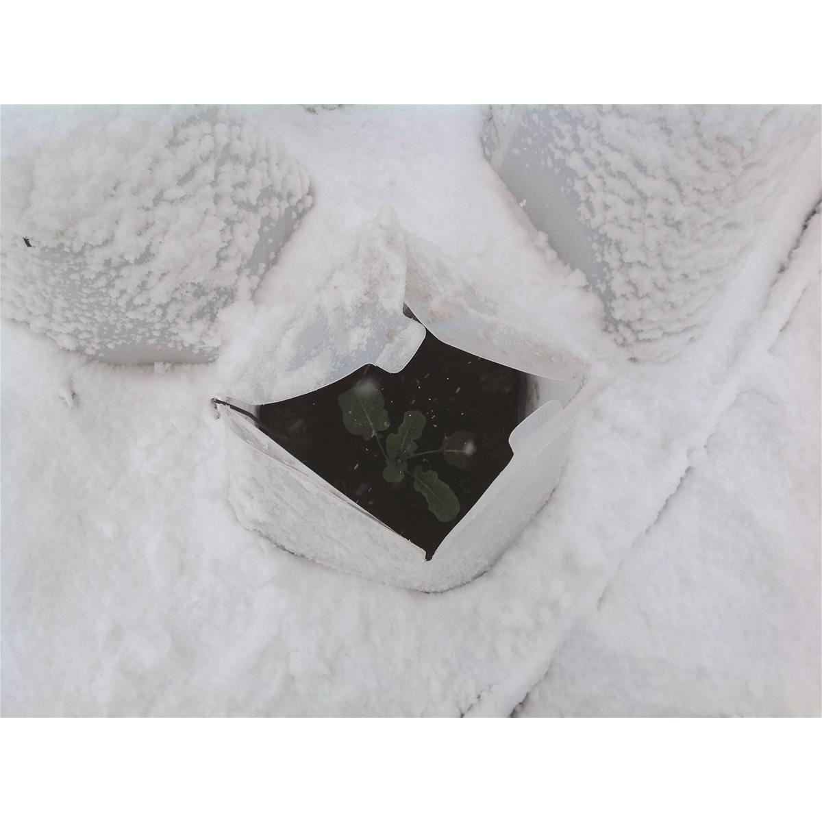 Poly Cone Plant Protectors - set of 4